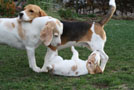 Beagles im Garten in Barsinghausen